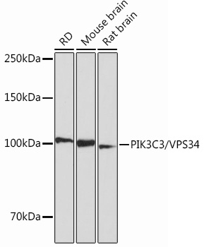 PIK3C3/VPS34 Rabbit mAb