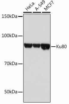 Ku80 Rabbit mAb