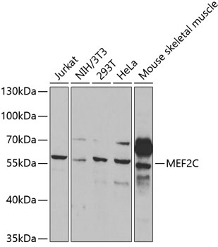 MEF2C Rabbit pAb