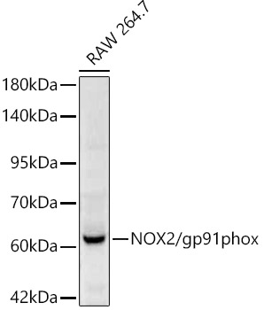 NOX2/gp91phox Rabbit pAb