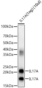 IL17A Rabbit pAb