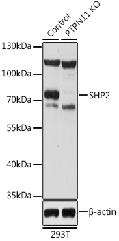 [KO Validated] SHP2 Rabbit pAb