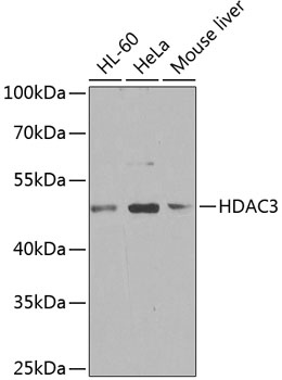 HDAC3 Rabbit pAb