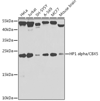 [KO Validated] HP1 alpha/CBX5 Rabbit pAb