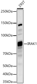 IRAK1 Rabbit pAb