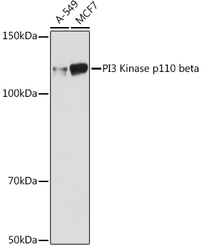 PI3 Kinase p110 beta Rabbit mAb