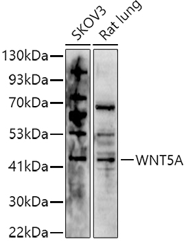 WNT5A Rabbit pAb