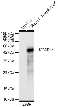 KIR2DL4 Rabbit pAb