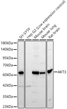 AKT3 Rabbit pAb