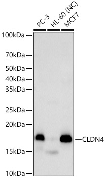 CLDN4 Rabbit pAb