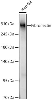 Fibronectin Rabbit pAb