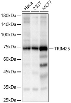 TRIM25 Rabbit pAb