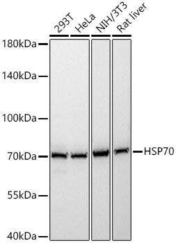 HSP70 Rabbit pAb