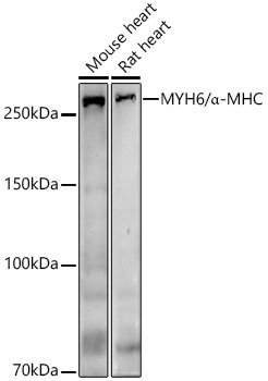 MYH6/α-MHC Rabbit pAb