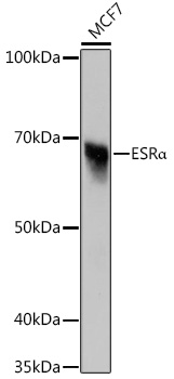 ESRα Rabbit mAb