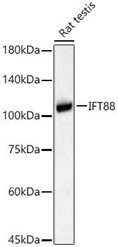 IFT88 Rabbit pAb