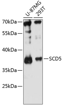 SCD5 Rabbit pAb