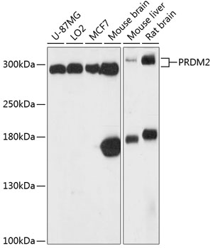 PRDM2 Rabbit pAb