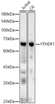 YTHDF1 Rabbit pAb