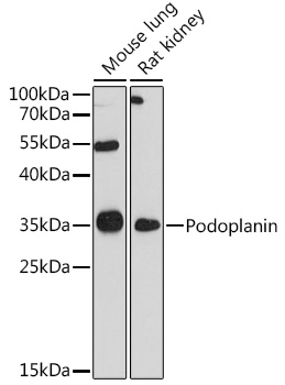 Podoplanin Rabbit pAb