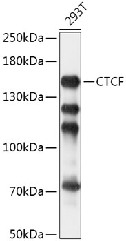 CTCF Rabbit pAb