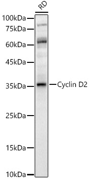 Cyclin D2 Rabbit pAb