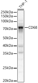 CD68 Rabbit pAb