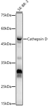 Cathepsin D Rabbit pAb