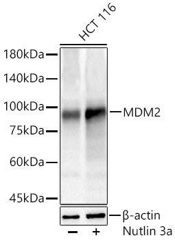 MDM2 Rabbit pAb