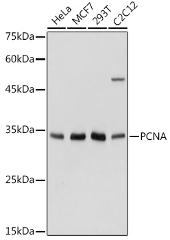 PCNA Rabbit pAb