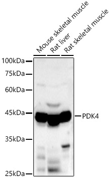 PDK4 Rabbit pAb