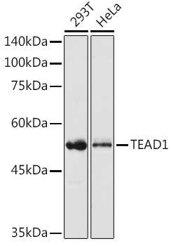 TEAD1 Rabbit pAb