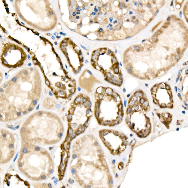 Cytochrome C Rabbit pAb