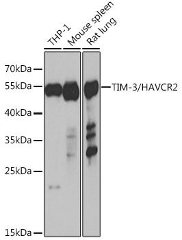 PE Rabbit anti-Mouse CD366 (TIM-3) mAb