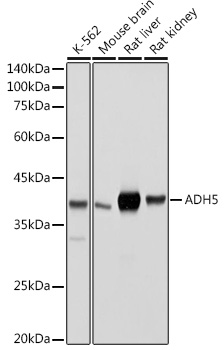 ADH5/GSNOR Rabbit pAb