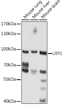 LRP1 Rabbit pAb