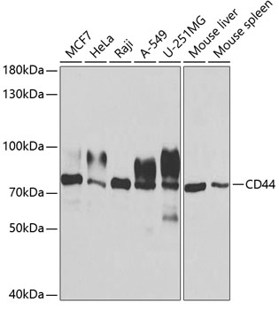 CD44 Rabbit pAb