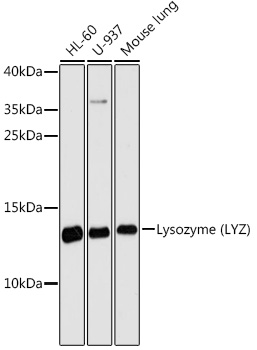 Lysozyme (LYZ) Rabbit pAb