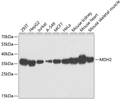 MDH2 Rabbit pAb