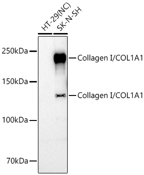 Collagen I/COL1A1 Rabbit pAb