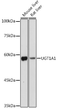 UGT1A1 Rabbit pAb