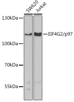 EIF4G2/p97 Rabbit pAb