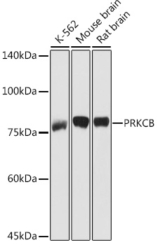 PKC-beta Rabbit pAb