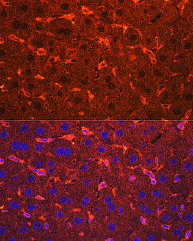 Ceruloplasmin Rabbit pAb