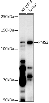 [KO Validated] PMS2 Rabbit pAb