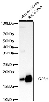 GCSH Rabbit pAb
