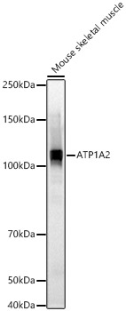 ATP1A2 Rabbit pAb