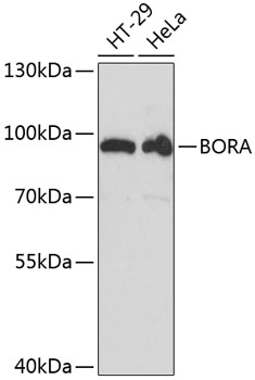 BORA Rabbit pAb-Polyclonal Antibodies - ABclonal/拜爾國際(BioAb)