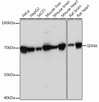 SDHA Rabbit mAb