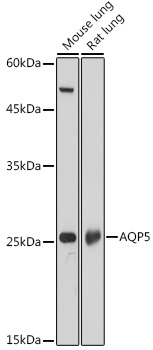 AQP5 Rabbit pAb